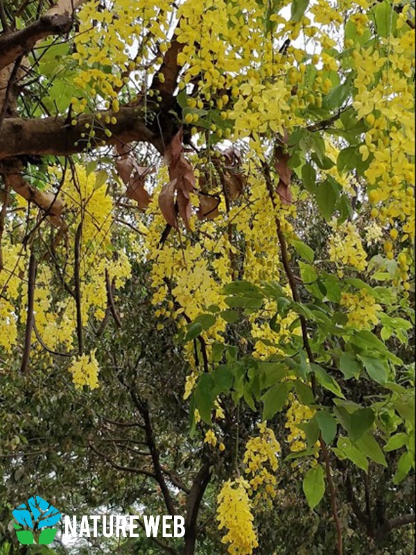 Golden Shower Tree